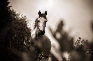  Equine Therapy serving Northeast Florida