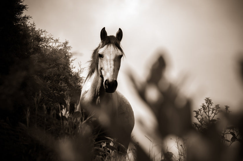  Equine Therapy serving Northeast Florida